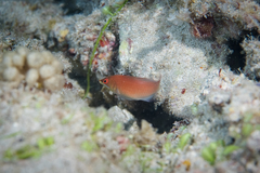 Pseudocheilinus evanidus