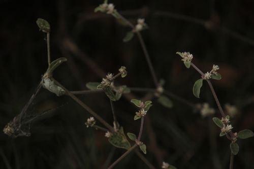 Image of Alternanthera halimifolia by no rights reserved