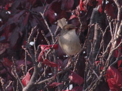 Malurus cyaneus cyaneus