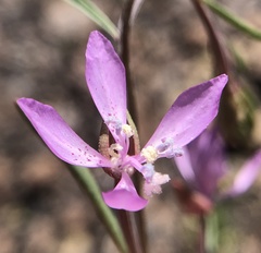 Clarkia modesta