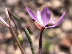 Clarkia modesta