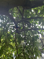 Milionia zonea pryeri