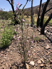 Clarkia modesta