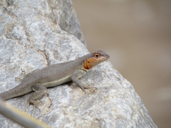 Microlophus arenarius