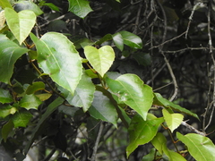 Cissus antarctica