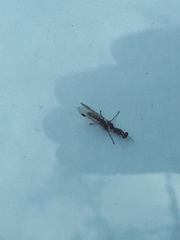 Austromantispa trevori