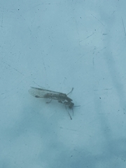 Austromantispa trevori