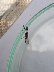 Austromantispa trevori