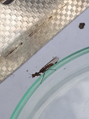 Austromantispa trevori