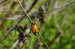 Cryptocephalus peliopterus