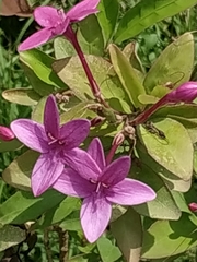 Pseuderanthemum laxiflorum