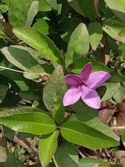 Pseuderanthemum laxiflorum