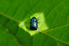 Cryptocephalus parvulus