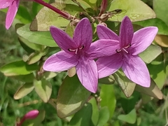 Pseuderanthemum laxiflorum