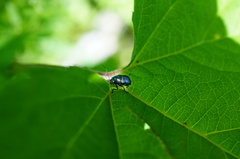 Cryptocephalus parvulus