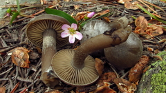 Clitocybe glacialis