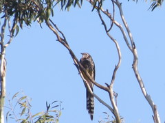 Anthochaera paradoxa paradoxa