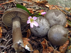 Clitocybe glacialis