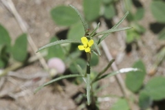 Camissonia strigulosa