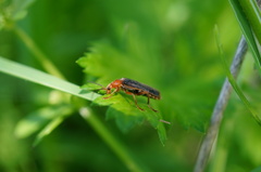 Cantharis soeulensis