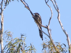 Anthochaera paradoxa paradoxa