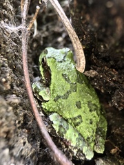 Hyla japonica