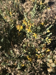 Ericameria ericoides