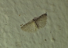 Alucitidae