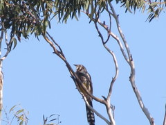 Anthochaera paradoxa paradoxa