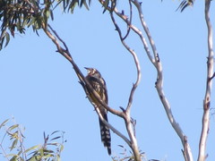 Anthochaera paradoxa paradoxa