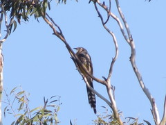 Anthochaera paradoxa paradoxa