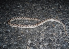 Phyllorhynchus decurtatus