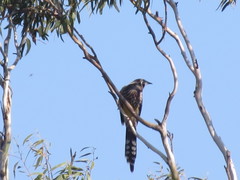 Anthochaera paradoxa paradoxa