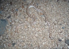 Phyllorhynchus decurtatus