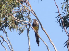 Anthochaera paradoxa paradoxa