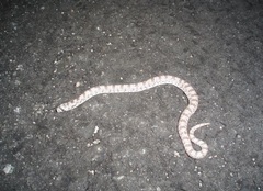 Phyllorhynchus decurtatus