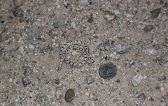 Phyllorhynchus decurtatus