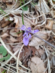 Iris rossii