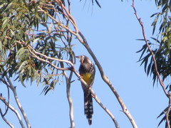 Anthochaera paradoxa paradoxa