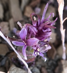 Streptanthus callistus