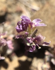 Streptanthus callistus