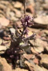 Streptanthus callistus