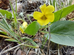 Viola vallicola