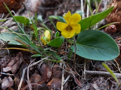 Viola vallicola