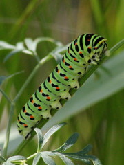 Papilio machaon britannicus