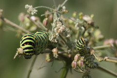 Papilio machaon britannicus