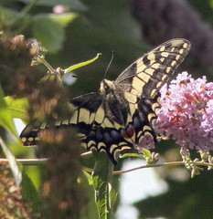Papilio machaon britannicus