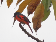 Pericrocotus speciosus