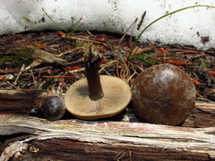 Clitocybe glacialis