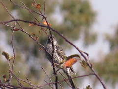 Anthochaera chrysoptera tasmanica
